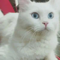 گربه نژاد پرشی‌ن