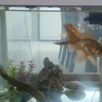 تنگ ماهی به همراه ۳ عدد ماهی