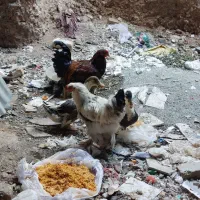 مرغ و خروس برهما
