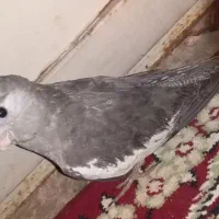 جوجه عروس هلندی
