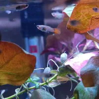 فروش 100 عدد بچە گوپی نژاد دار سیلور رد