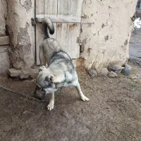 باسلام یک عددسگ کانگال سن ۱۱ماهه همه چی میزان