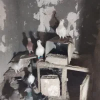سلام دوستان 15 عدد کفتر از نیشابور آوردم برای