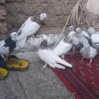 کبوتر|پرنده|اصفهان, عمان سامانی|دیوار