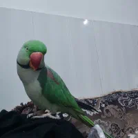 ی  شاه طوطی