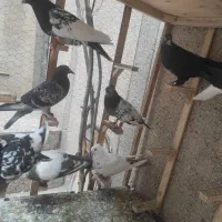 کفتر جفتگاه و پرشی