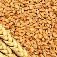 گندم تمیز حدود یک تن دیم