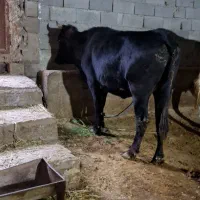 تلیسه قربانی