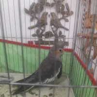 دو تا عروس هلندی