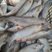 ماهی بیاح تازه
