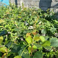 فروش نهال کیوی