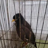 مرغ مینا سخنگو