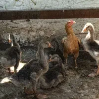 غاز زیر مرغ بوده