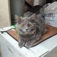 گربه اسکاتیش
