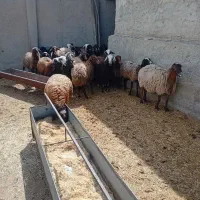 میش،بز قربانی