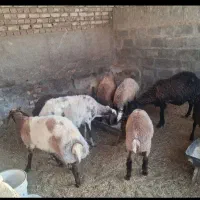 بره نر و ماده