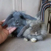 خرگوش مینی جرسی  عروسکی نروماده ۵ماهه