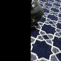 بلندگو|سیستم صوتی خانگی|قم, ولیعصر|دیوار