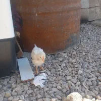 جوجه گوشتی یک ماهه واکسن زده