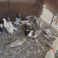 کفتر