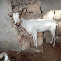 بزز