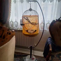 عروس هلندی ماده مولد