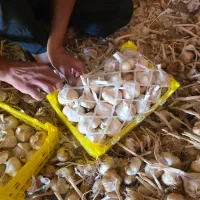 کاگر برای سرد کردن سیر بسته بندی