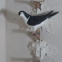 کفتر / کبوتر / ساده ، سینه