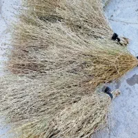 جارو کوهی