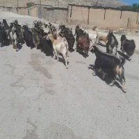 بز کهر دار و خشک