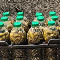 خیار شور  خو شمزه و ترد
