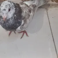 شیش عدد کبوتر سالم