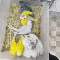 جوجه راهب گرینچیک
