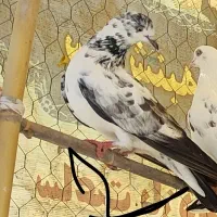 کفتر|پرنده|اسلامآباد غرب, |دیوار