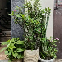 گلها ی خانگی