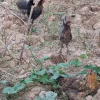مرغ و خروس