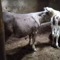 دوعدد گوساله ماده درجه یک بخور