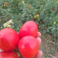 گوچه فرنگی