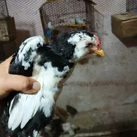 جوجه گلین لری اصیل وبرهما