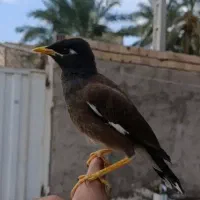 جوجه مینا نر دستی فول رام (نابغه)