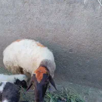 قوچ