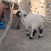 بره ماده سرحال