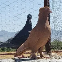 کبوتر|پرنده|شیراز, سیاه سنگ|دیوار