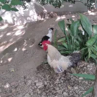 یک عدد خروس جوان