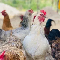 مرغ|حیوانات مزرعه|جوانرود, |دیوار
