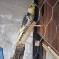یک جفت عروس
