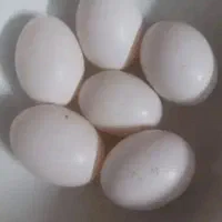 تخم‌کبوتر