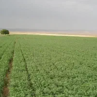 فروش زمین کشاورزی.جهت ساخت ویلا وباغ وکارگاه صنعتی
