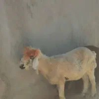 شیشک