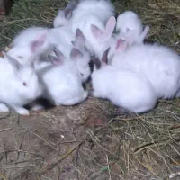 بچه خرگوش